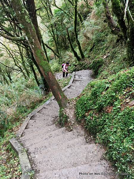 宜蘭三毛櫸步道50.JPG