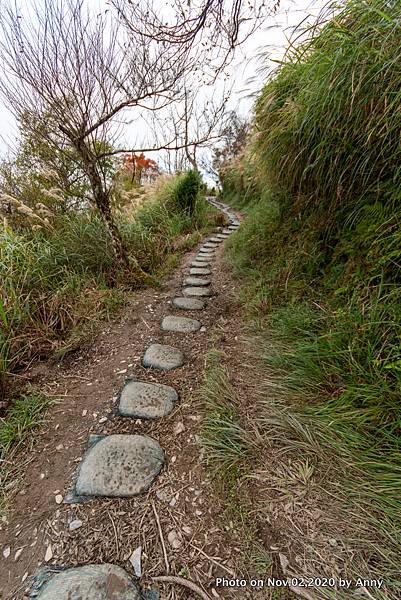 宜蘭三毛櫸步道25.JPG