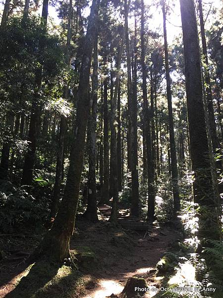 東眼山自導式步道2.JPG