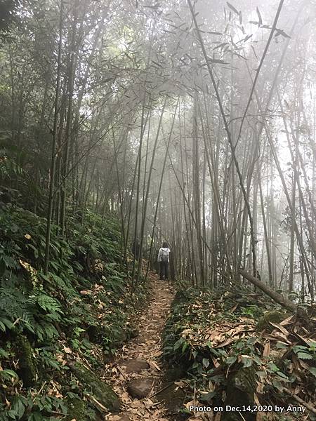 馬那邦山步道17.JPG