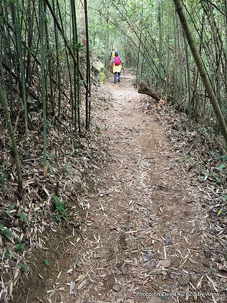 馬那邦山步道22.JPG