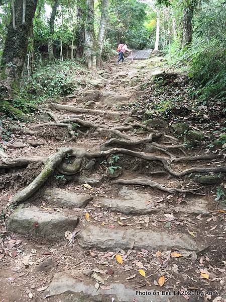 馬那邦山步道30.JPG