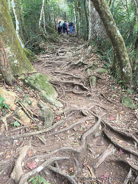 馬那邦山步道38.JPG