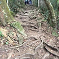 馬那邦山步道38.JPG