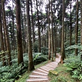 東眼山自導式步道