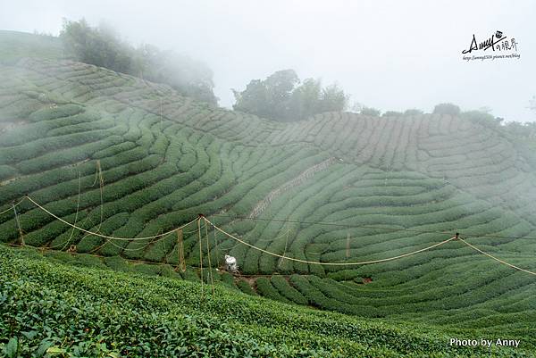 南投八卦茶園.jpg