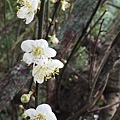 飛鳳山步道梅花14