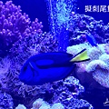 擬刺尾鯛 多莉魚