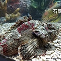 澎湖水族館 石頭魚 日本鬼鮋23