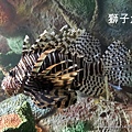 澎湖水族館 獅子魚24