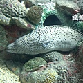 澎湖水族館 錢鰻25