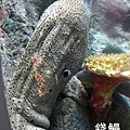 澎湖水族館 錢鰻27