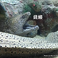 澎湖水族館 錢鰻29