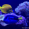 澎湖水族館 擬刺尾鯛 多莉魚34