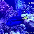 澎湖水族館 擬刺尾鯛 多莉魚35