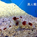 澎湖水族館 美人蝦42