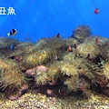 澎湖水族館 小丑魚43