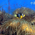 澎湖水族館 小丑魚44