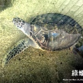 澎湖水族館 綠蠵龜46