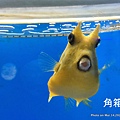 澎湖水族館 牛角 角箱魨48