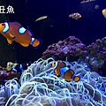 澎湖水族館 小丑魚58