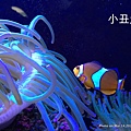 澎湖水族館 小丑魚59