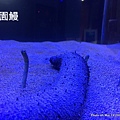 澎湖水族館 花園鰻71