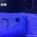 澎湖水族館 花園鰻72