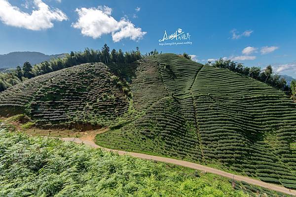 南投大崙山茶園.jpg