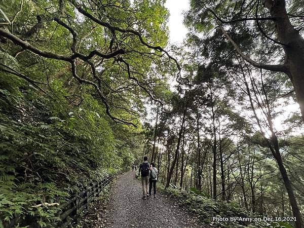 聖母登山步道 三角崙登山步道 抹茶山步道61.JPG