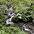 聖母登山步道 三角崙登山步道 抹茶山步道59.JPG