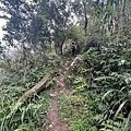 鵲子山步道 礁溪富士山步道8.JPG