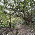 山羊洞登山步道 62