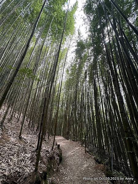 司馬庫斯巨木群步道16.JPG