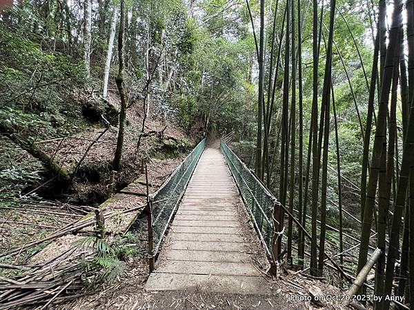 司馬庫斯巨木群步道23.JPG