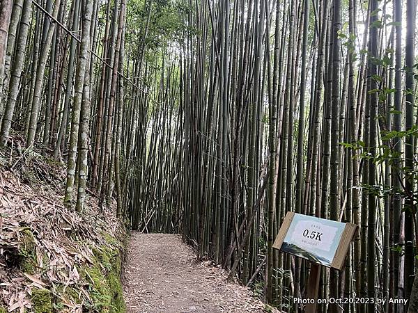 司馬庫斯巨木群步道26.JPG