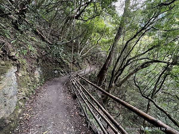 司馬庫斯巨木群步道35.JPG