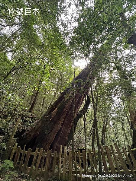 司馬庫斯巨木群步道73.JPG