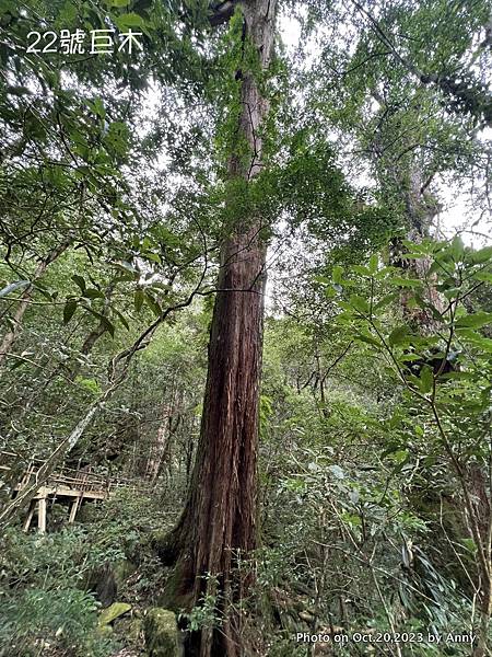 驚嘆連連的司馬庫斯巨木群步道