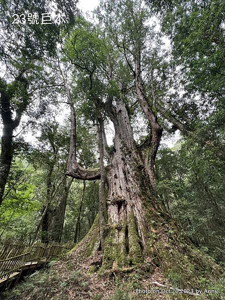 司馬庫斯巨木群步道83.JPG