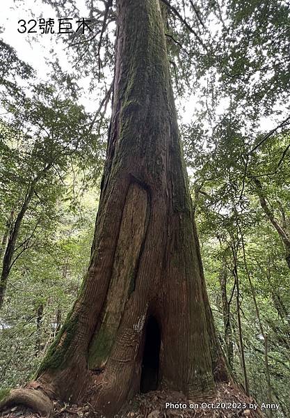 司馬庫斯巨木群步道90.JPG