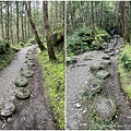 台灣山毛櫸國家步道 宜蘭山毛櫸步道4.jpg