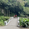 聖母登山步道 宜蘭抹茶山步道 通天橋59