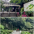 聖母登山步道 宜蘭抹茶山步道 通天橋6