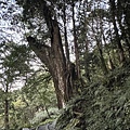 見晴步道 太平山步道22.JPG