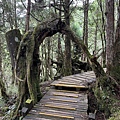 太平山原始森林公園 檜木原始林步道 鐵杉林自然步道 15.JPG