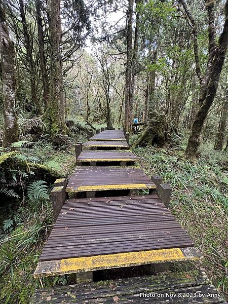 太平山原始森林公園 檜木原始林步道 6.JPG