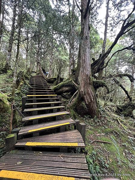 太平山原始森林公園 檜木原始林步道 12.JPG