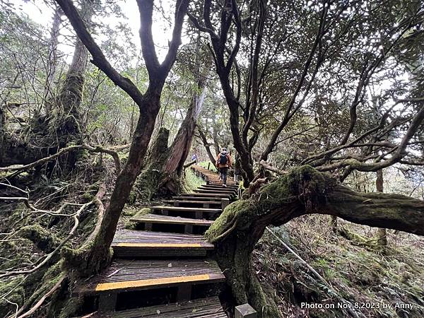 太平山原始森林公園 檜木原始林步道 8.JPG