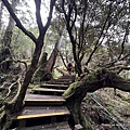 太平山原始森林公園 檜木原始林步道 8.JPG